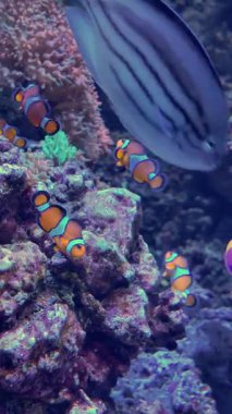 Group of ocellaris clownfish swimming in a colorful coral reef