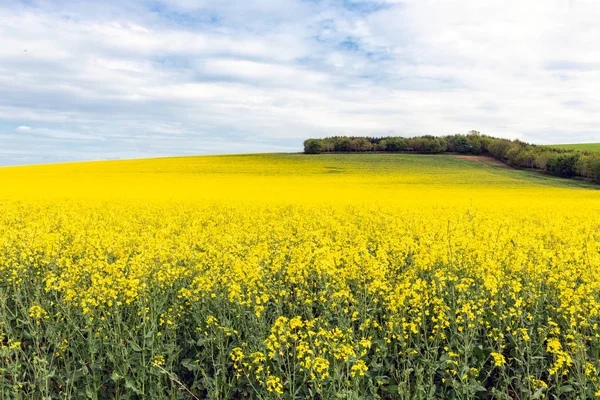 Coleseed fält med blommande gula blommor i Scottish borders — Stockfoto