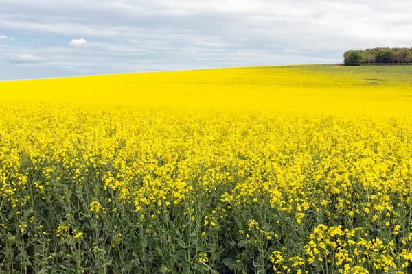 Coleseed fält med blommande gula blommor i Scottish borders — Stockfoto