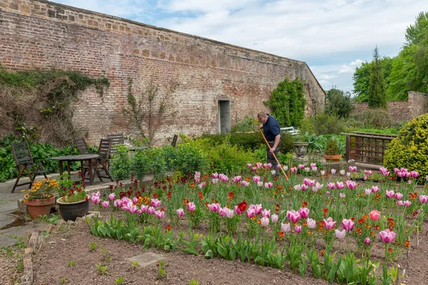 英国庭院里的园丁, 家具和郁金香花 — 图库照片