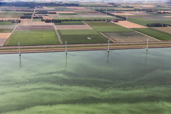 Nederlandse kust in hete zomer, zee, bedekt met blauw - groene algen — Stockfoto