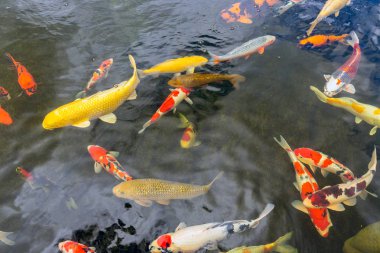 Bir su birikintisi içinde yüzmeye renkli koi balık