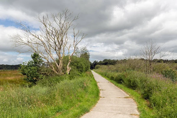 Caminho de bicicleta no parque nacional holandês com campos e zonas húmidas — Fotografia de Stock