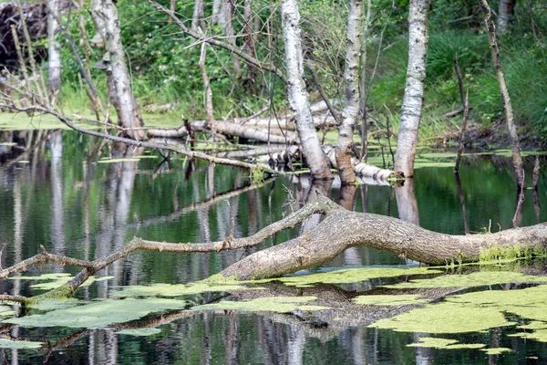 荷兰国家公园与沼泽和倒下的树在水中 — 图库照片