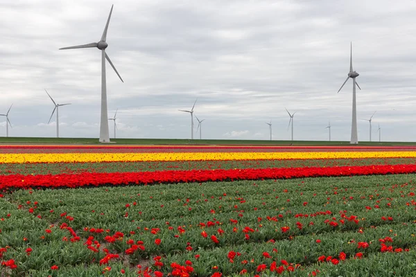 Coloridos campos de tulipanes holandeses con grandes turbinas eólicas — Foto de Stock