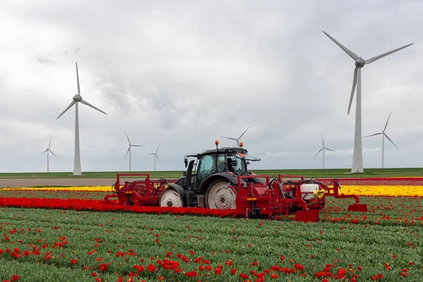 Farmář na traktor s mechanickým zařízením řezání květy tulipánu květin — Stock fotografie