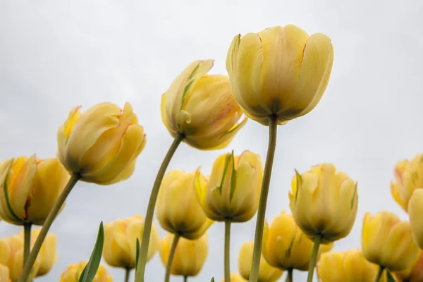 Rana perspectieve de tulipanes amarillos frente a un cielo nublado —  Fotos de Stock