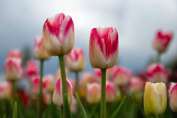 Frog perspectieve red and white tulips facing a cloudy sky — Stock Photo, Image