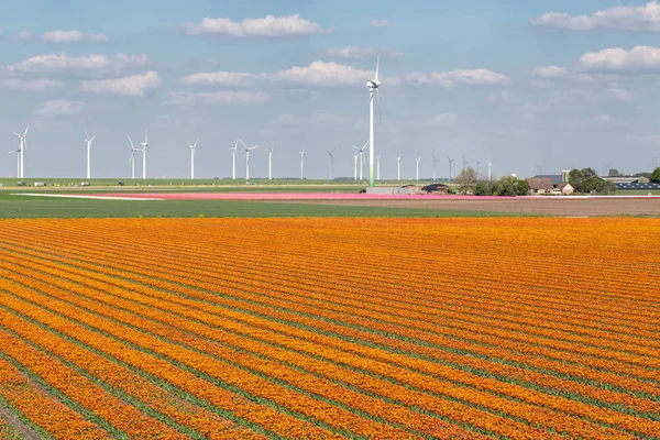 Campo de tulipas holandês ao longo da auto-estrada A6 entre Lelystad e Emmeloord — Fotografia de Stock
