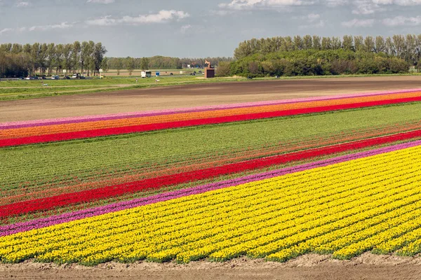 Campo de tulipanes holandés a lo largo de la autopista A6 entre Lelystad y Emmeloord — Foto de Stock