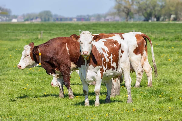 Paisagem rural holandesa em Groninga com vacas em pastoreio — Fotografia de Stock