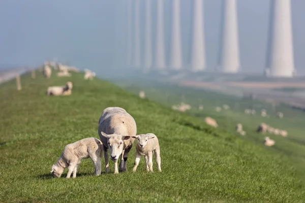 Schafe mit Lämmern am Deich nahe holländischem Windkraftpark — Stockfoto