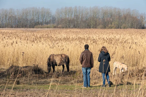 Couple looking to konikhorse with foal in Dutch National Park — Stock Photo, Image