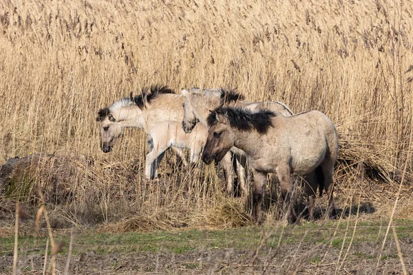 Canebrake mit konik pferden im holländischen nationalpark oostvadersplassen — Stockfoto