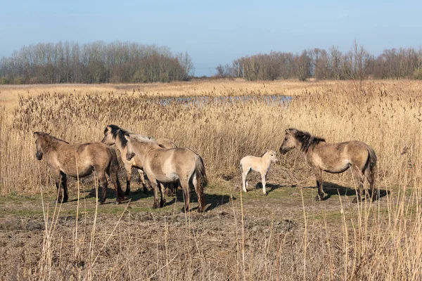 Canebrake com cavalos Konik no Parque Nacional Holandês Oostvaadersplassen — Fotografia de Stock