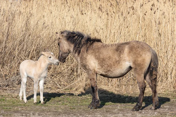 Canebrake mit konik pferden im holländischen nationalpark oostvadersplassen — Stockfoto