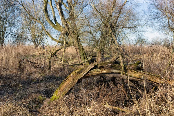 Mokřady holandského národního parku Oostvaardersplassen s polámaným stromem — Stock fotografie