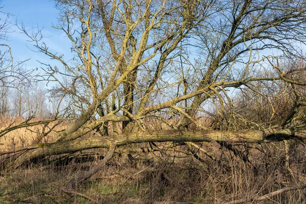 Mokřady holandského národního parku Oostvaardersplassen s polámaným stromem — Stock fotografie