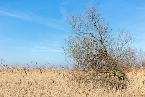 Canebrakes con albero nelle zone umide del Parco Nazionale Oostvaardersplassen olandese — Foto Stock