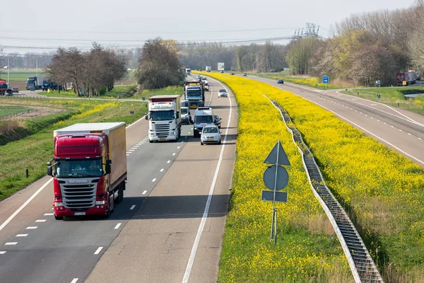 Dutch motorway near Lelystad with blooming rapeseed — Stock Photo, Image