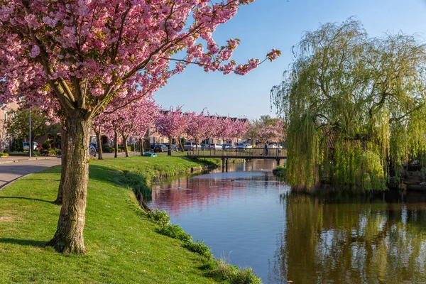 Holandská rezidenční vesnička del s rybníkem a kvetoucí Prunus — Stock fotografie