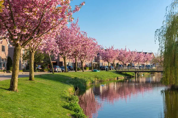 Aldeia de distrito residencial holandesa Urk com lagoa e prunus florescendo — Fotografia de Stock