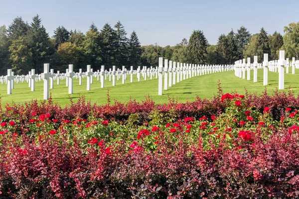 ルクセンブルクのバラの茂みと墓石を持つアメリカの第二次世界大戦墓地 — ストック写真