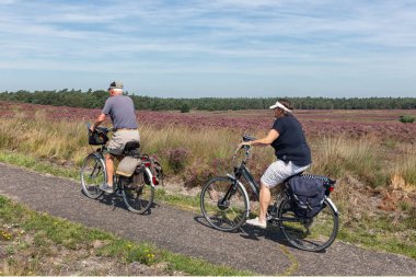 Hollanda Veluwe'de çiçek açan mor fundalıkta bisiklete binen iki kişi