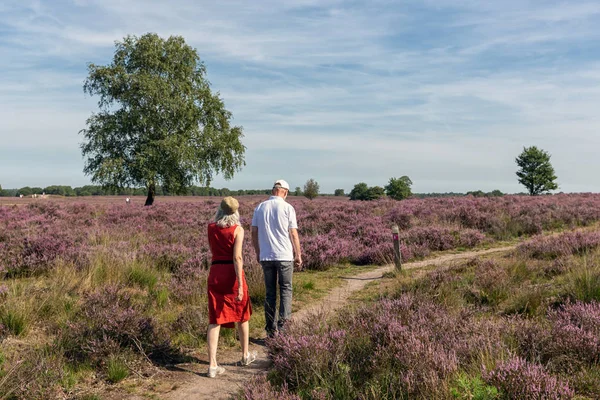 Casal em trilha caminhadas através holandês floração púrpura heath — Fotografia de Stock