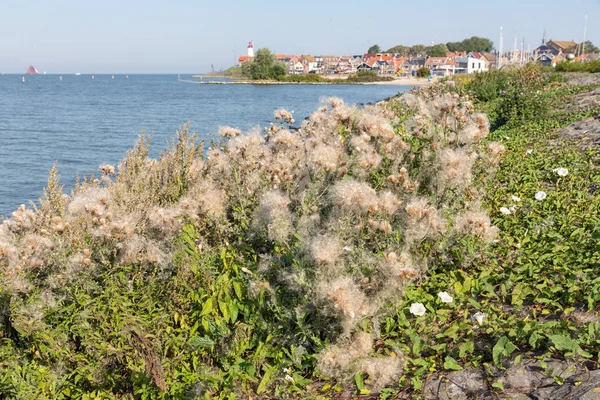 Blühende Distel am Damm nahe holländischem Dorf urk — Stockfoto