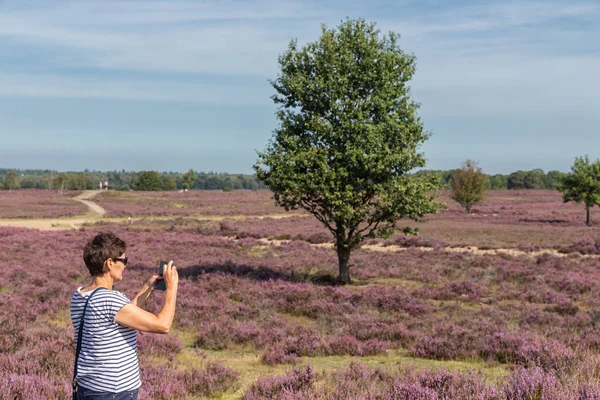 Mujer haciendo fotos de holandés floreciendo púrpura brezo —  Fotos de Stock