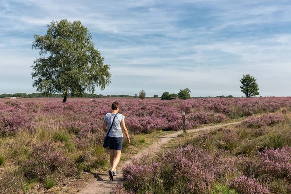 Frau am Wanderweg durch holländische blühende Purpurheide — Stockfoto