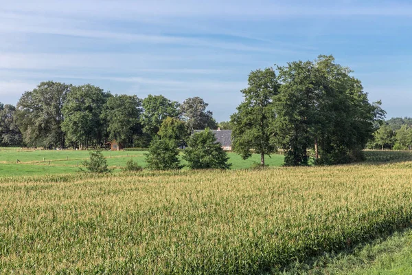 Nederlands platteland in regio Twente met maïsveld en boerderij Stockfoto