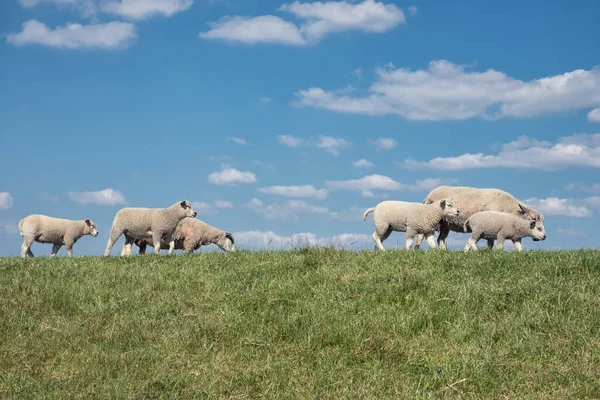 Dke with flock of sheep and beautiful Dutch clouds sky — Stock Photo, Image