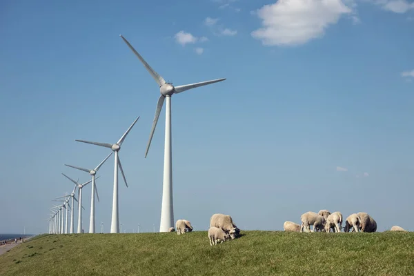 Digue hollandaise avec moutons et éoliennes — Photo