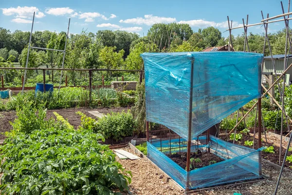 Jardin d'allotissement néerlandais avec des enjeux de haricots et des tomates couvertes — Photo