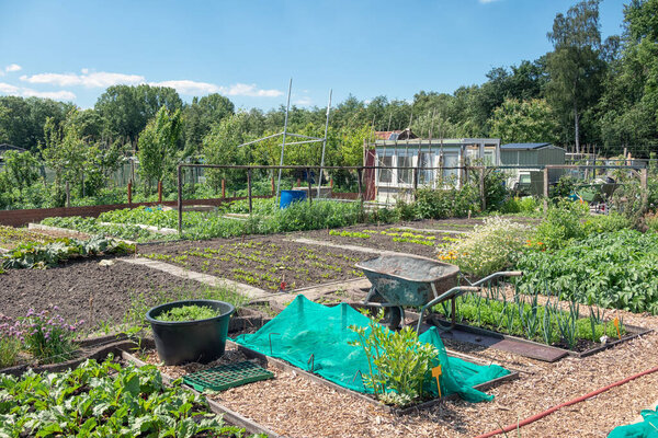 Dutch allotment garden with vegetables, wheelbarrow and shed