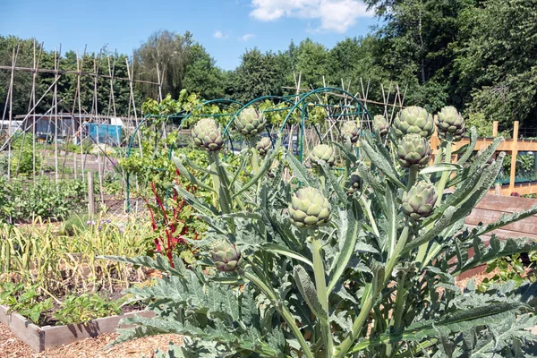 Jardin d'allotissement néerlandais avec des plantes d'artichaut et des enjeux de haricot — Photo