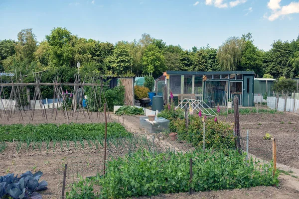 Ολλανδικός κήπος κατανομής με λαχανικά, φασόλια και υπόστεγο — Φωτογραφία Αρχείου