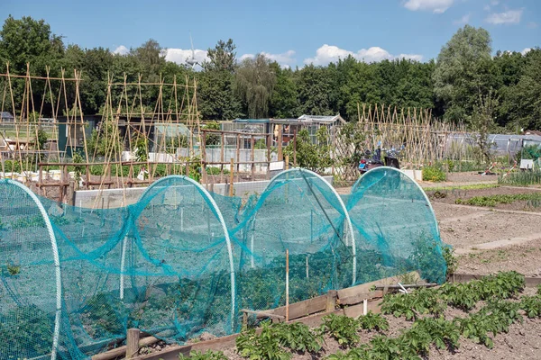 Jardin d'allotissement néerlandais avec des légumes protégés, des enjeux de haricots et des hangars — Photo