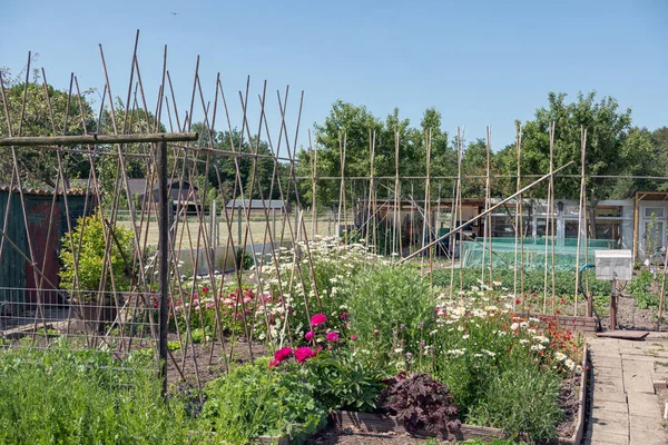 Голландский сад с овощами, бобовыми кольями и сараем — стоковое фото