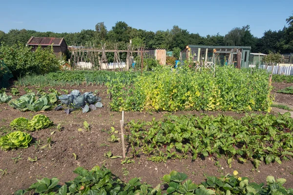 Jardín holandés con puerro, sindicatos, patatas y cobertizo —  Fotos de Stock