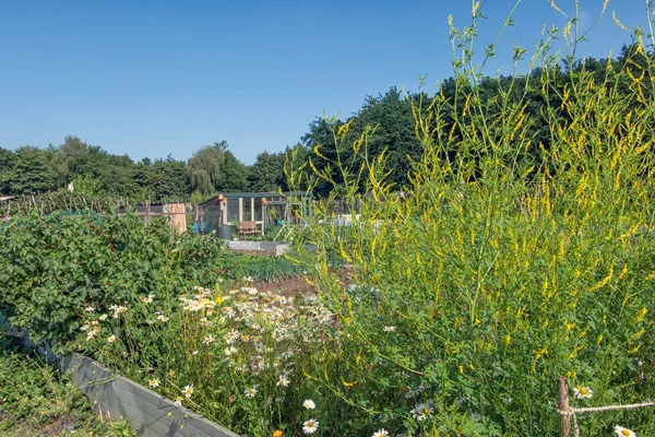 Jardin d'allotissement néerlandais avec plante de méliot et légumes — Photo