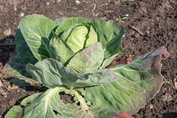 Nederlandse moestuin met bloemkool in het voorjaar — Stockfoto