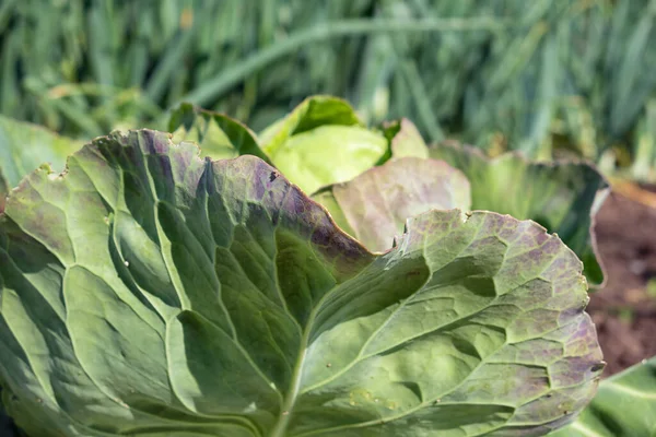 Niederländischer Schrebergarten mit Blumenkohl im Frühling — Stockfoto