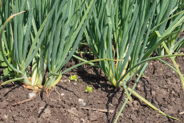 Nederlandse moestuin met uien in de lente — Stockfoto