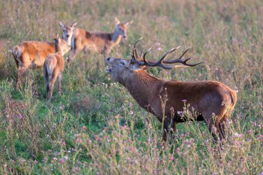 Ulusal Park Oostvaardersplassen ile çiftleşme mevsiminde geyik