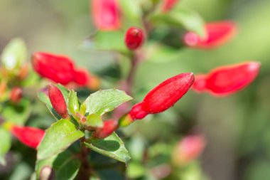 Sığ arkaplanda kırmızı Fuchsia çiçekleri