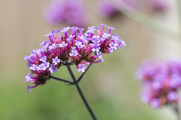 Flor de Verbana Bonariensis púrpura con fondo de poca profundidad — Foto de Stock