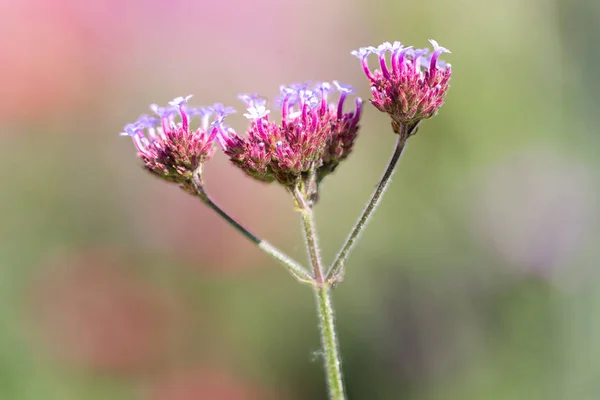 Roxo Verbana Bonariensis flor em fundo de profundidade rasa — Fotografia de Stock